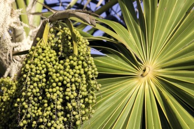 Acai – Euterpe oleracea