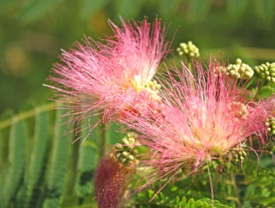 Albizia jedwabista – Albizia julibrissin