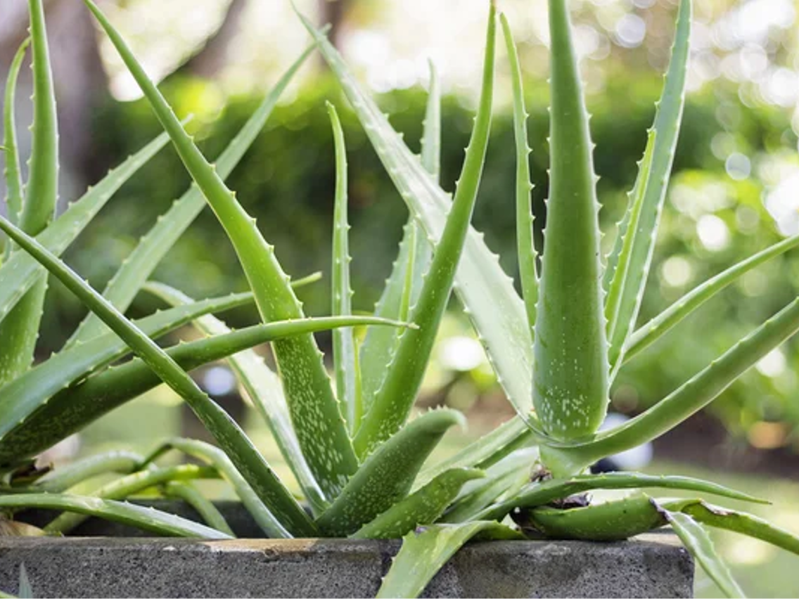 Aloes zwyczajny – Aloe vera