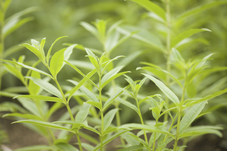 Aloysia cytrynowa – Aloysia triphylla