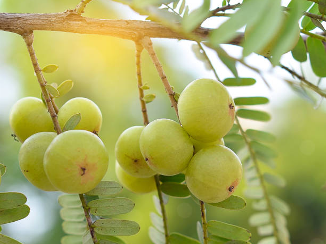Amalaki – Emblica officinalis