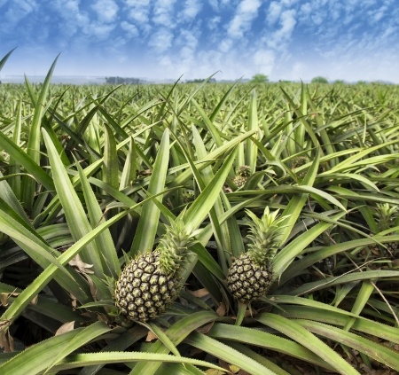 Ananas – Ananas comosus