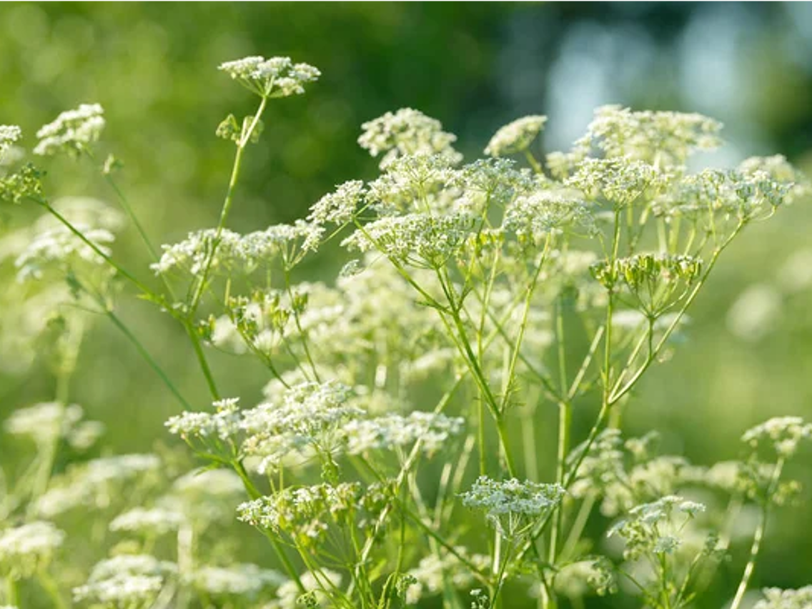 Anyż – Pimpinella anisum