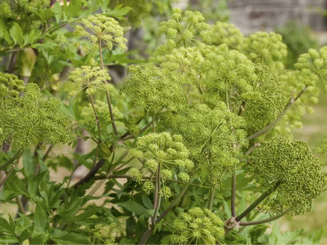 Arcydzięgiel lekarski – Archangelica officinalis