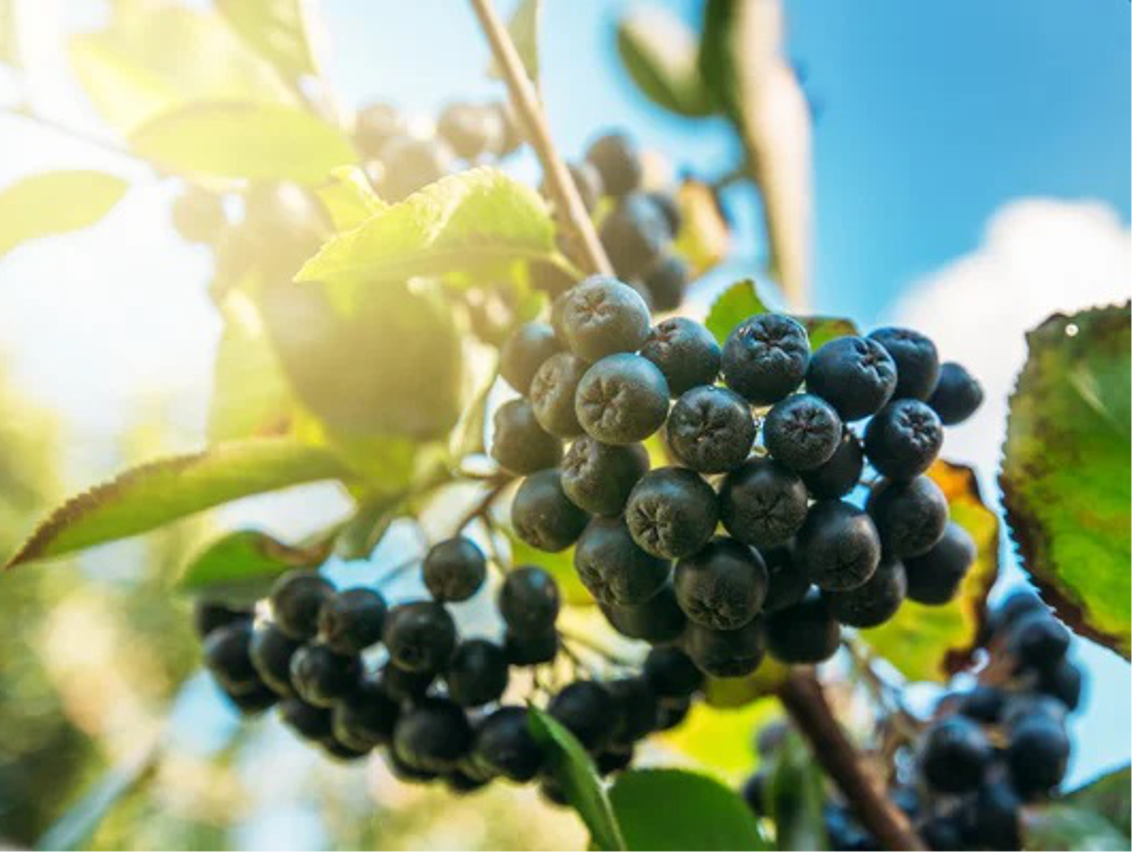 Aronia – Aronia melanocarpa