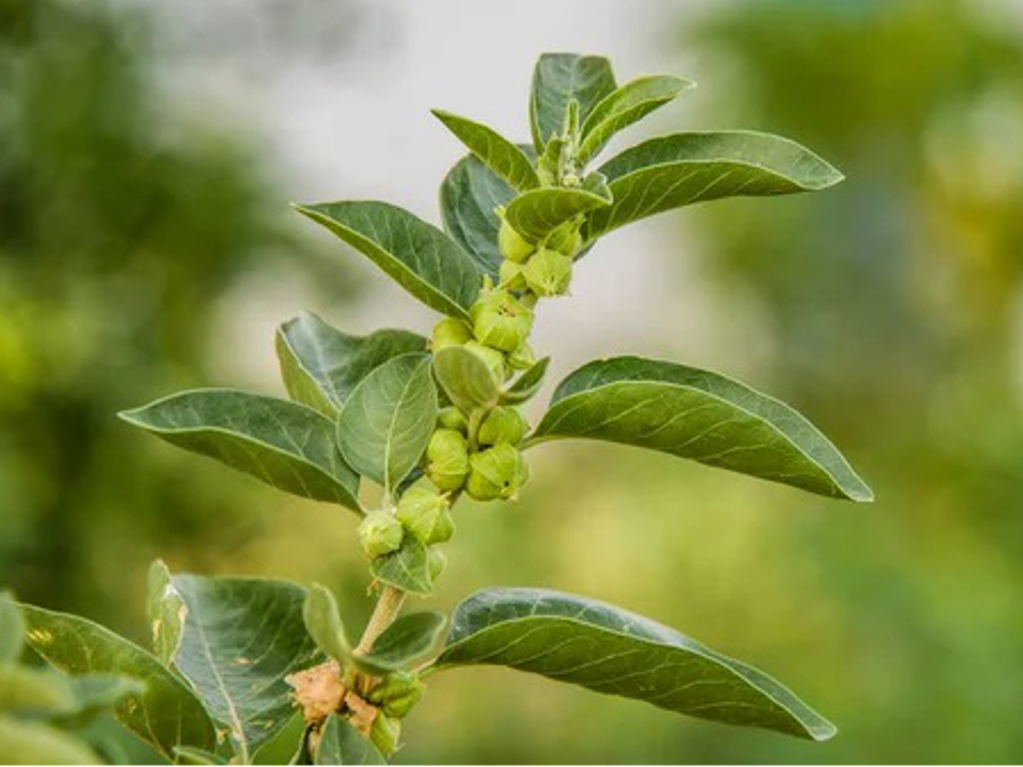 Ashwagandha – Witania ospała