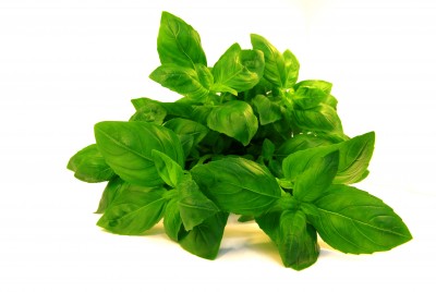 Bazylia pospolita – Ocimum basilicum