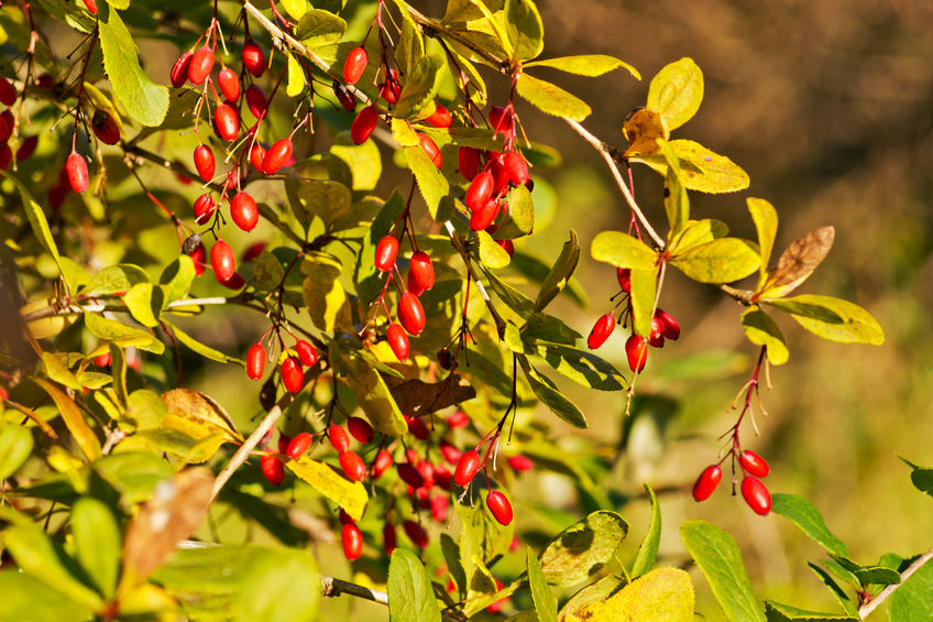 Berberys pospolity – Berberis vulgaris