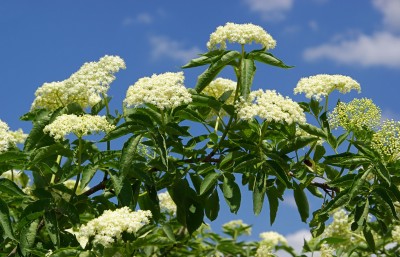 Bez czarny – Sambucus nigra