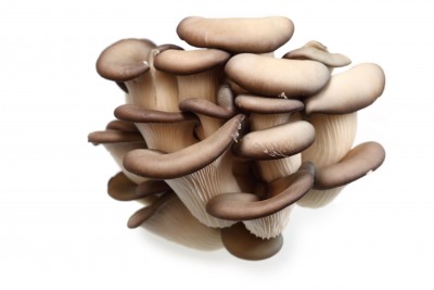 Boczniak ostrygowaty – Pleurotus ostreatus