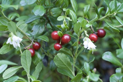 Borówka brusznica – Vaccinium vitis-idaea