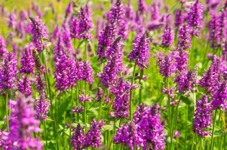 Bukwica lekarska – Betonica officinalis