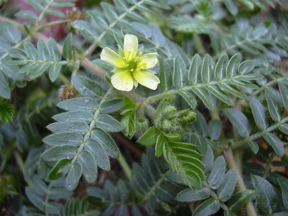 Buzdyganek naziemny – Tribulus terrestris