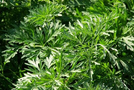 Bylica piołun – Artemisia absinthium
