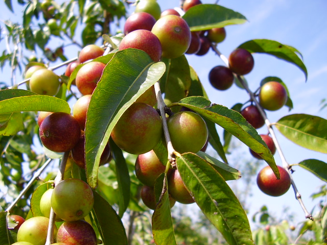 Camu camu – Myrciaria dubia