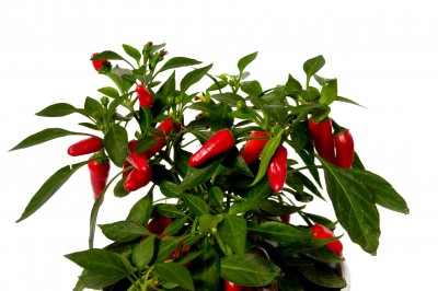 Chilli i papryka