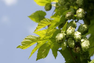 Chmiel zwyczajny – Humulus lupulus