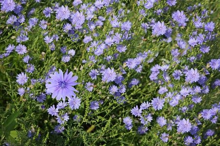Cykoria podróżnik – Cichorium intybus