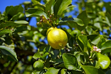Cytryn – Citrus limon