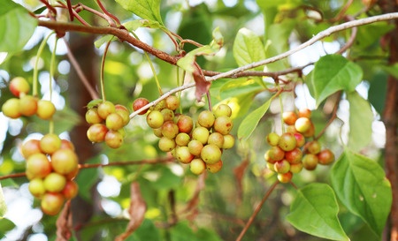 Cytryniec chiński – Schisandra chinensis