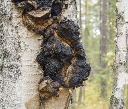 Czaga – Inonotus obliquus