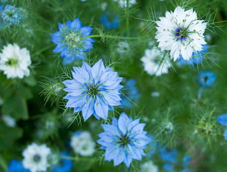 Czarnuszka siewna – Nigella sativa