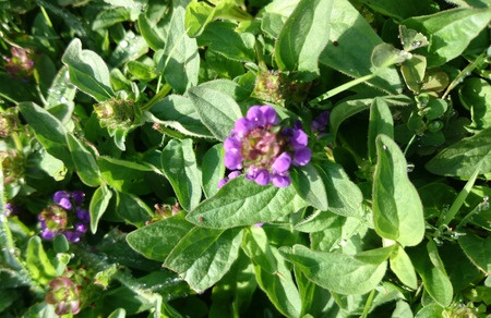Czernobreń pospolity – Prunella vulgaris