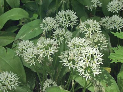Czosnek niedźwiedzi – Allium ursinum