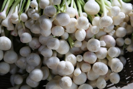 Czosnek pospolity – Allium sativum