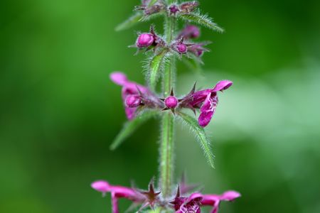 Czyściec leśny – Stachys sylvatica
