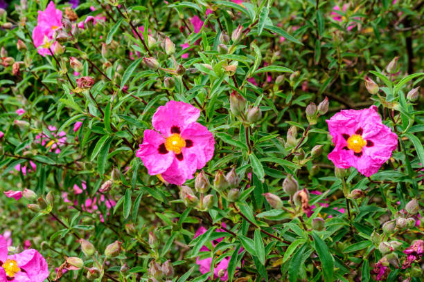 Czystek szary – Cistus incanus