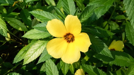 Damiána – Turnera diffusa
