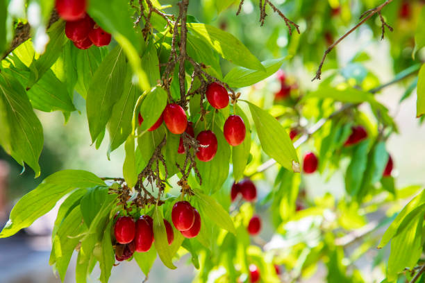 Dereń jadalny – Cornus mas