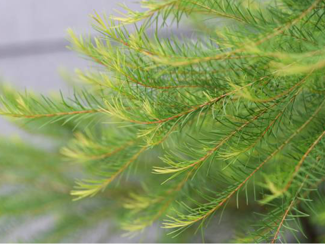 Drzewo Herbaciane – Melaleuca alternifolia