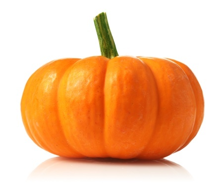 Dynia zwyczajna – Cucurbita pepo