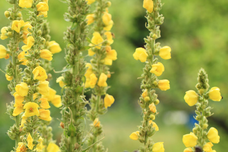 Dziewanna wielkokwiatowa – Verbascum densiflorum