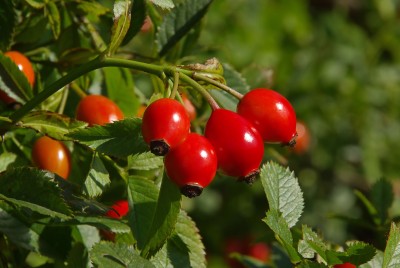 Dzika róża – Rosa canina