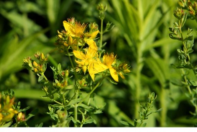 Dziurawiec zwyczajny – Hypericum perforatum