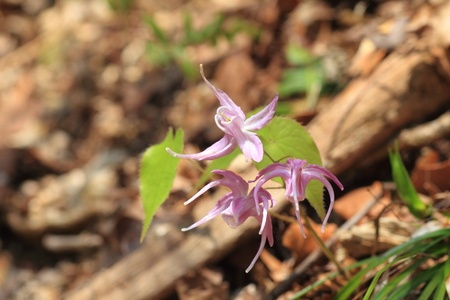 Epimedium strzałkolistny – Epimedium sagittatum