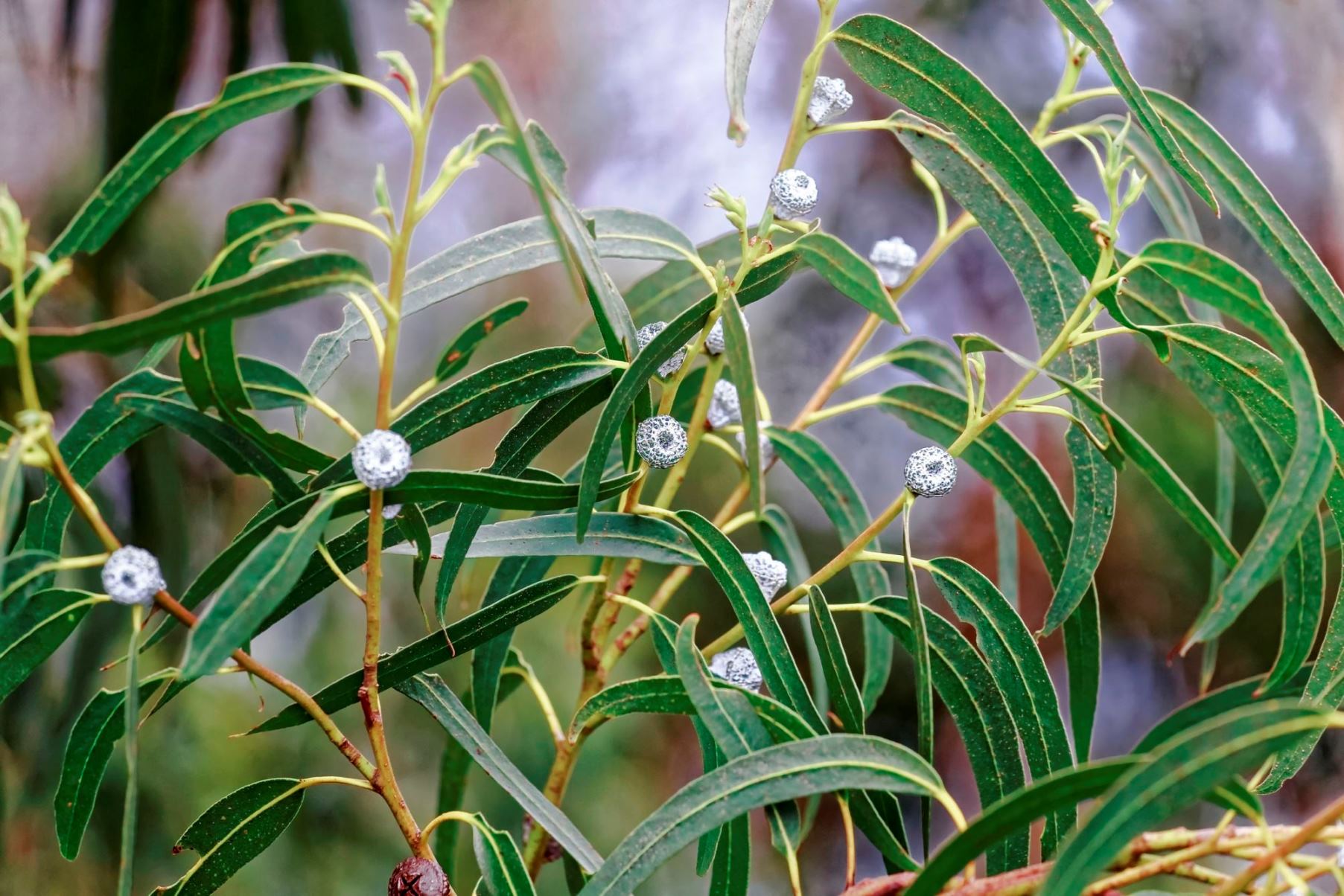 Eukaliptus kulistowocowy – Eucalyptus