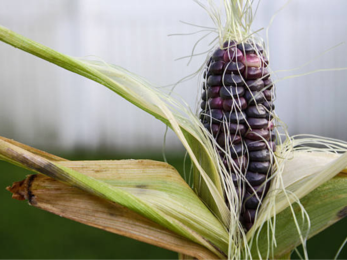 Fioletowa kukurydza – Maiz Morado