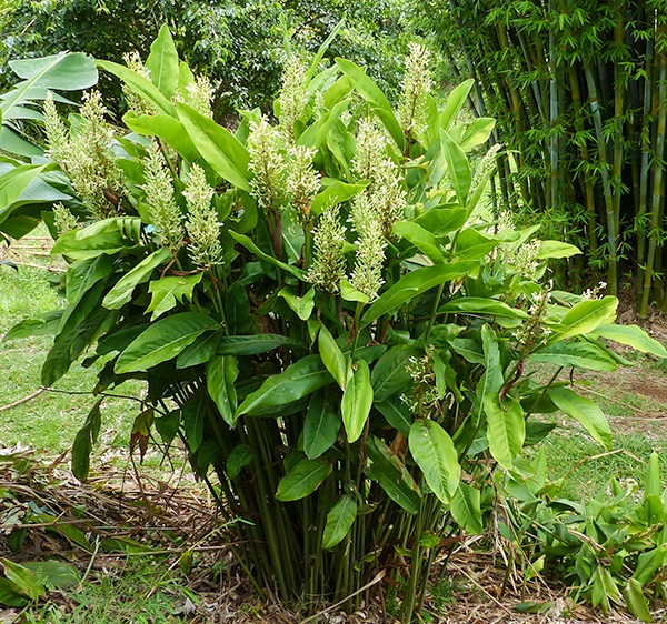 Galgan lekarski – Alpinia officinarum