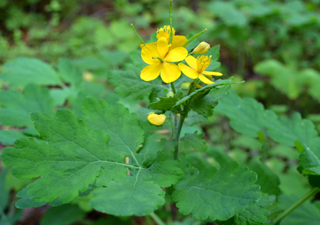 Glistnik jaskółcze ziele – Chelidonium majus
