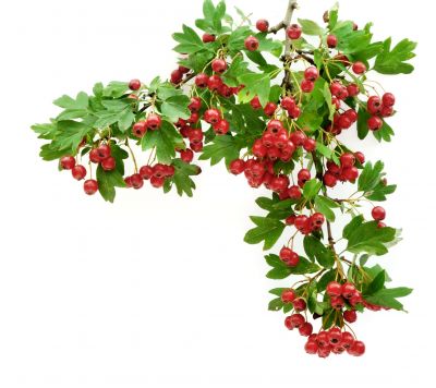 Głóg jednoszyjkowy – Crataegus laevigata
