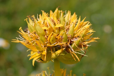 Goryczka żółta – Gentiana lutea