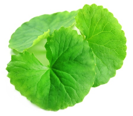 Gotu kola – Wąkrota azjatycka