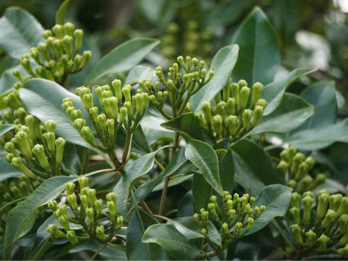 Goździkowiec korzenny – Syzygium aromaticum