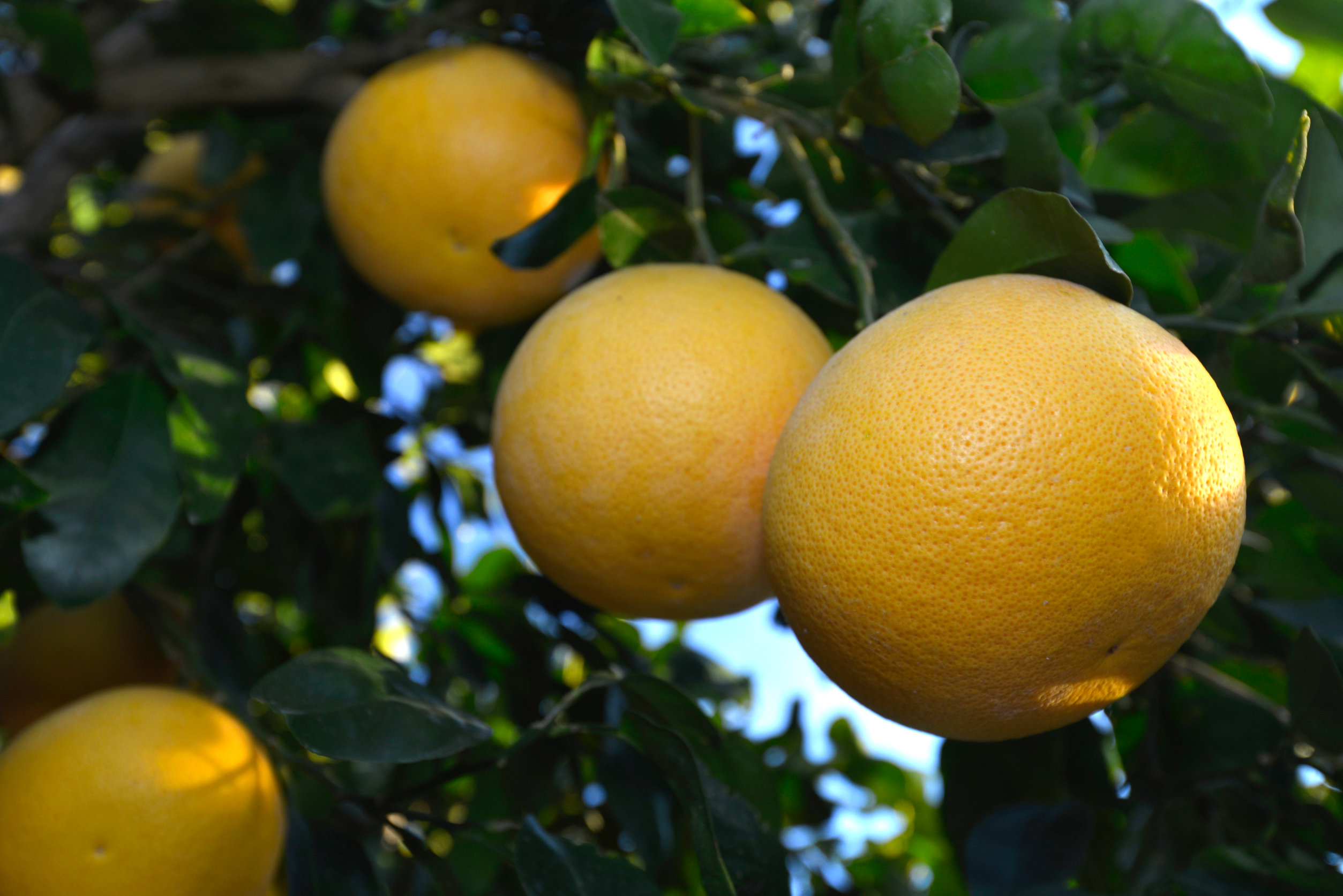 Grepfrut – Citrus paradisi