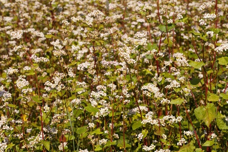 Gryka – Fagopyrum sagittatum