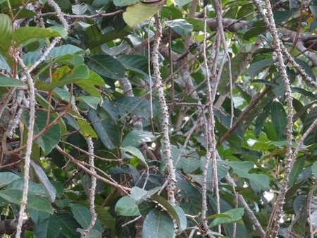 Guduchi – Tinospora cordifolia